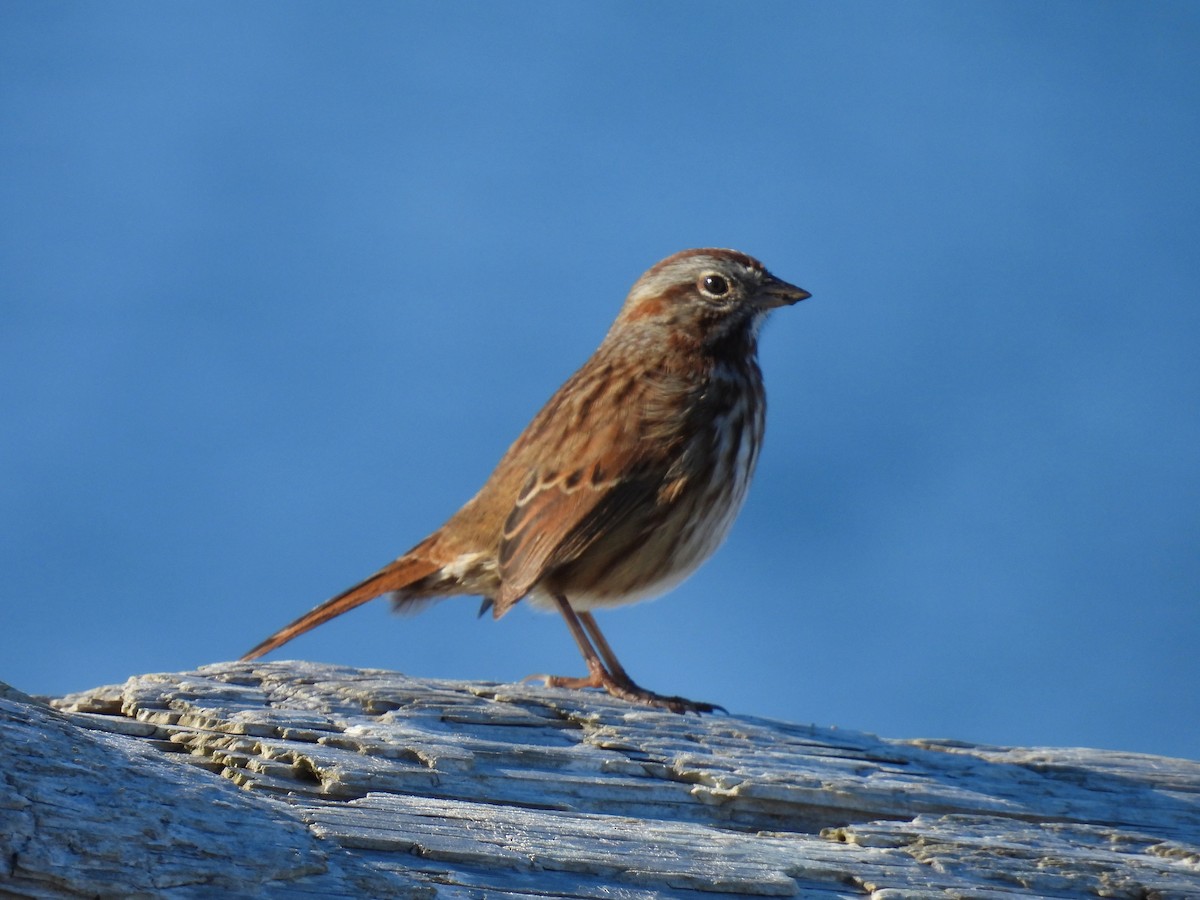 Song Sparrow - ML610496355