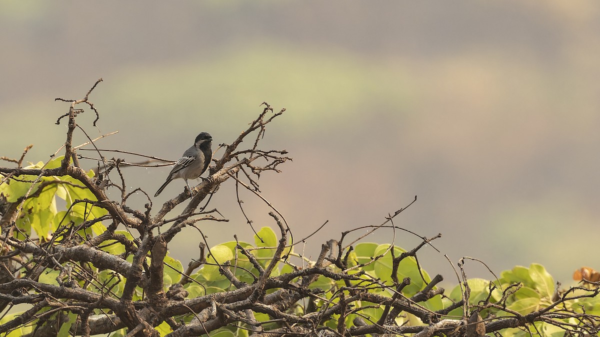 Miombo Tit - Robert Tizard