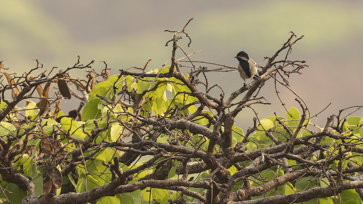 Miombo Tit - Robert Tizard