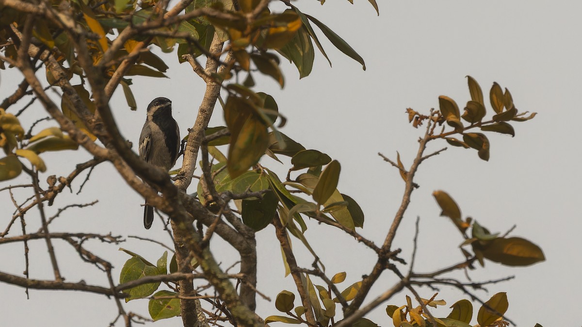 Mésange à ventre gris - ML610496399