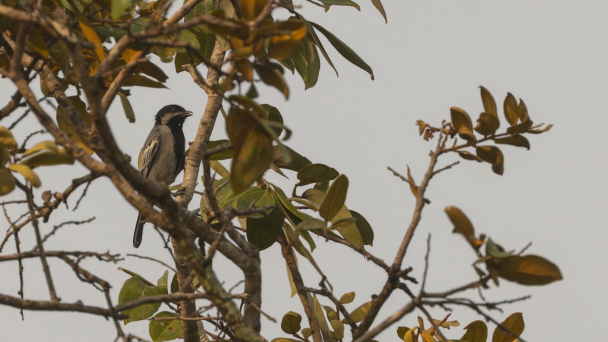 Mésange à ventre gris - ML610496411