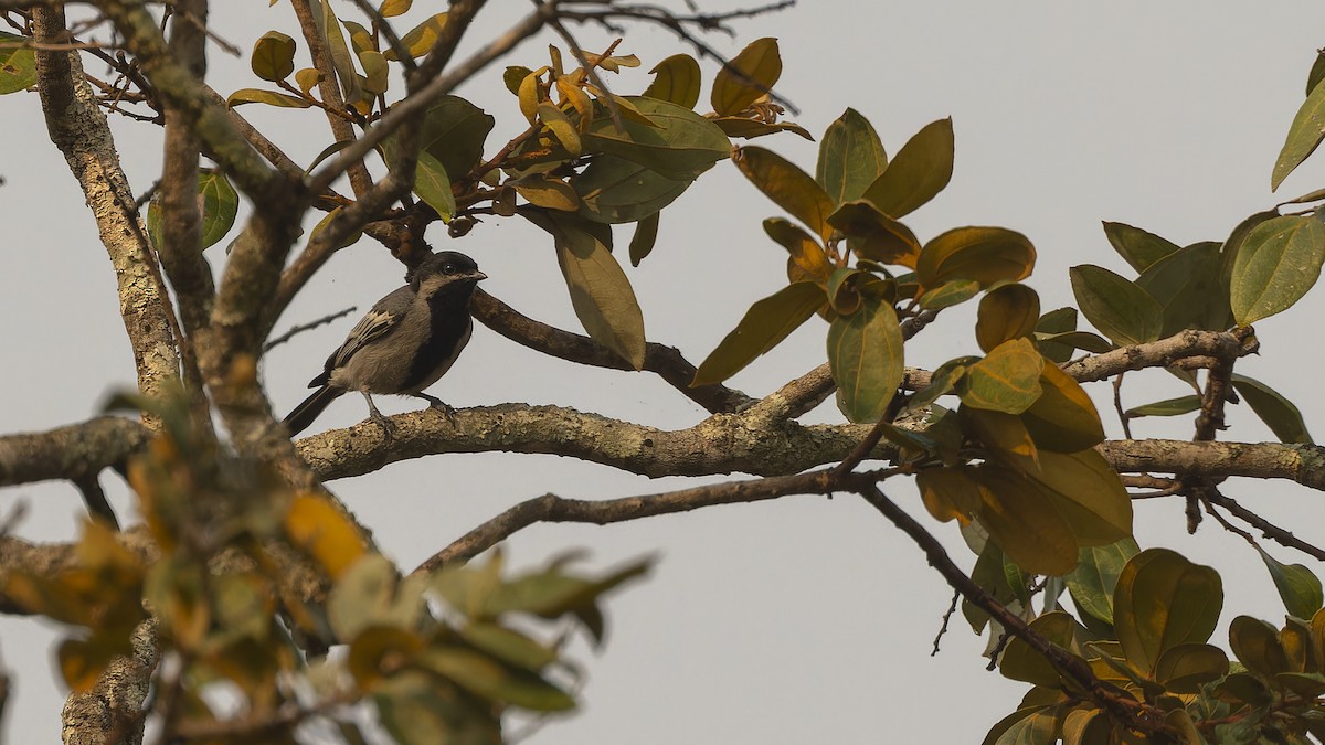 Mésange à ventre gris - ML610496422