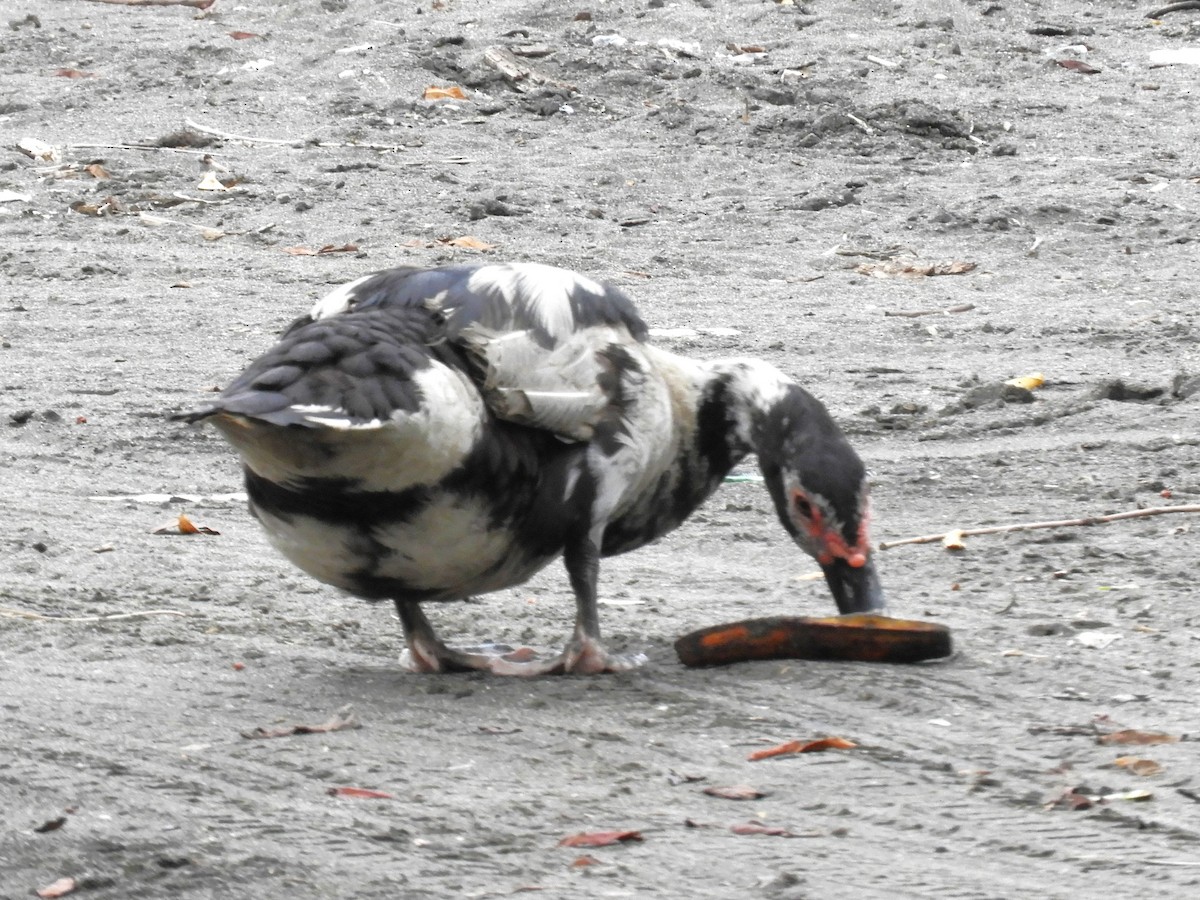 Muscovy Duck (Domestic type) - Maria Corriols