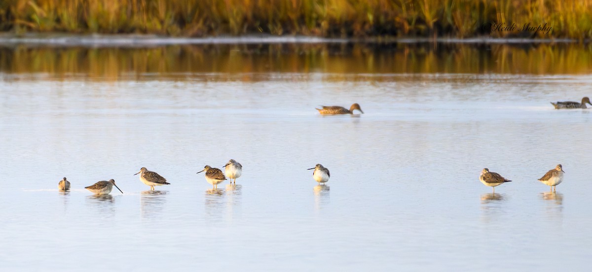 Long-billed Dowitcher - ML610496440