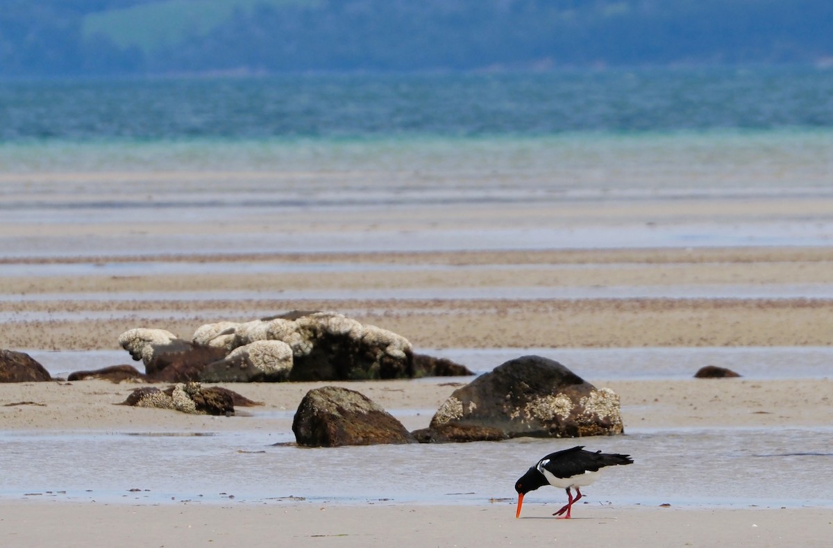 Pied Oystercatcher - ML610496448