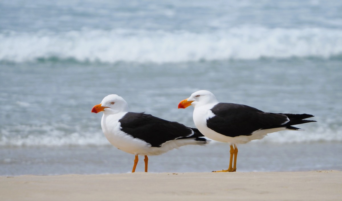 Pacific Gull - ML610496454