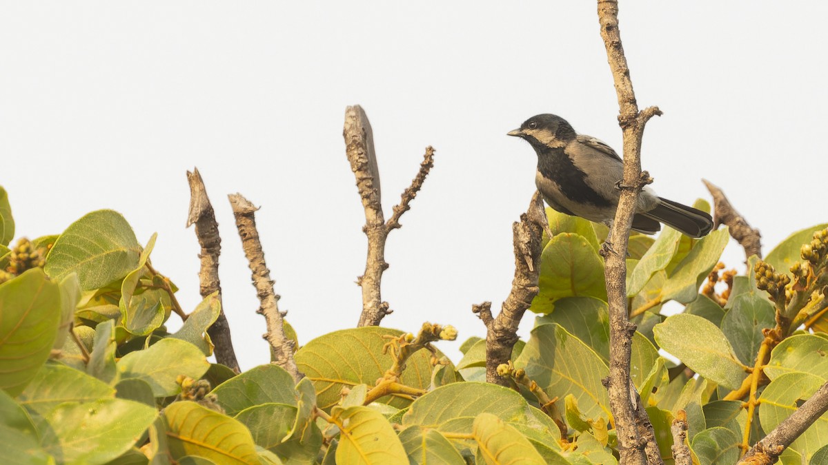 Mésange à ventre gris - ML610496455