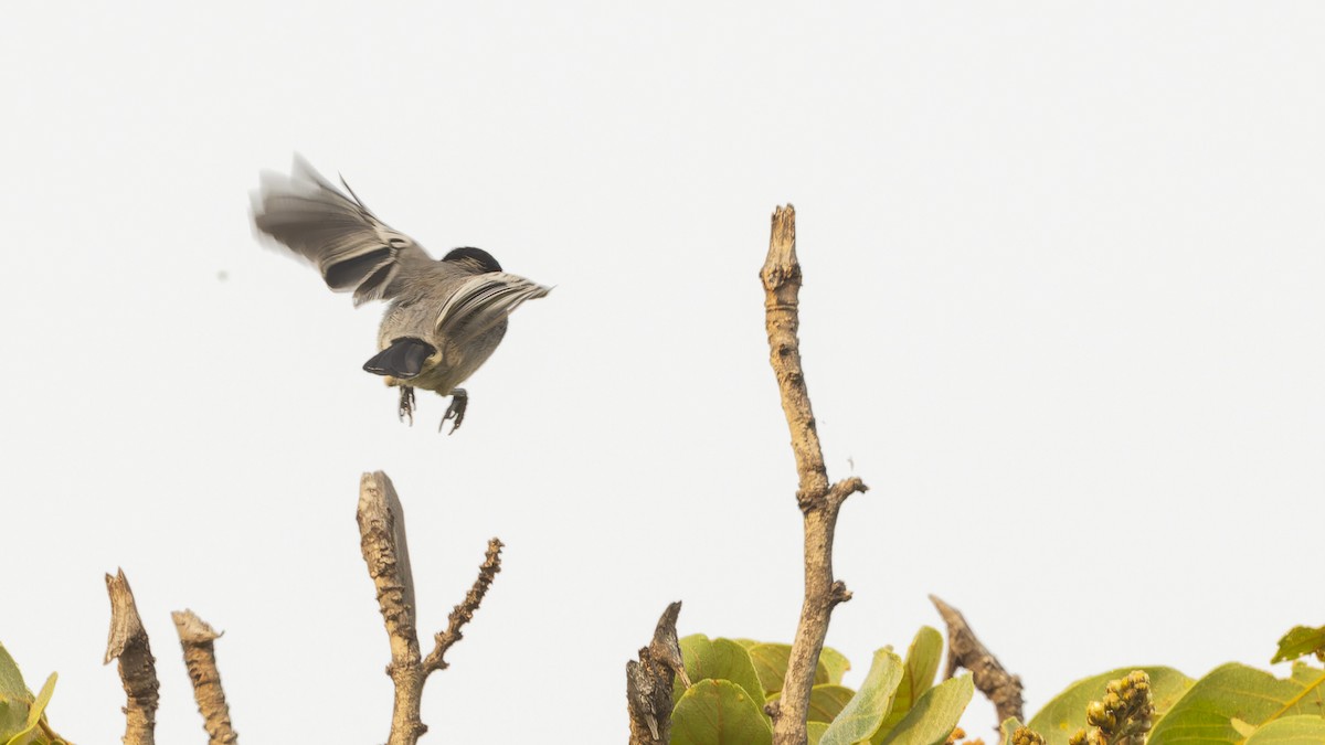 Mésange à ventre gris - ML610496470