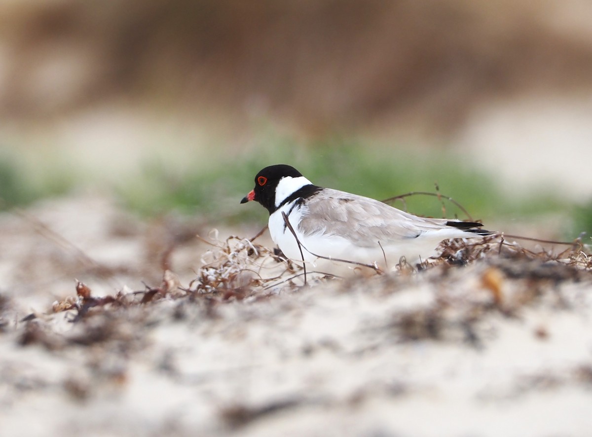 Hooded Plover - ML610496477