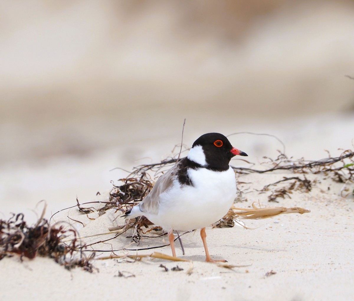 Hooded Plover - ML610496478