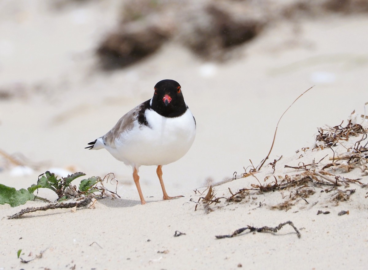 Hooded Plover - ML610496480