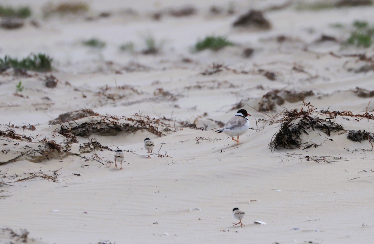 Hooded Plover - Dominique Oberhauser