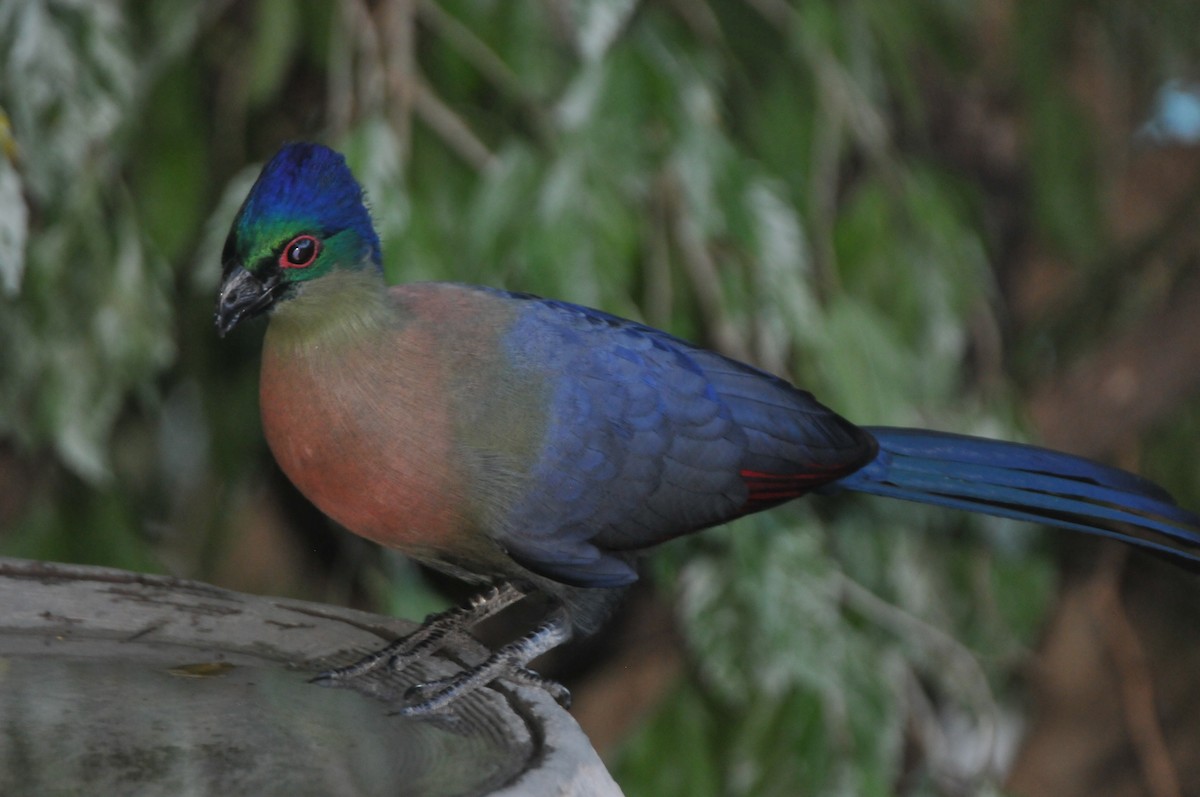 Purple-crested Turaco - ML610496563