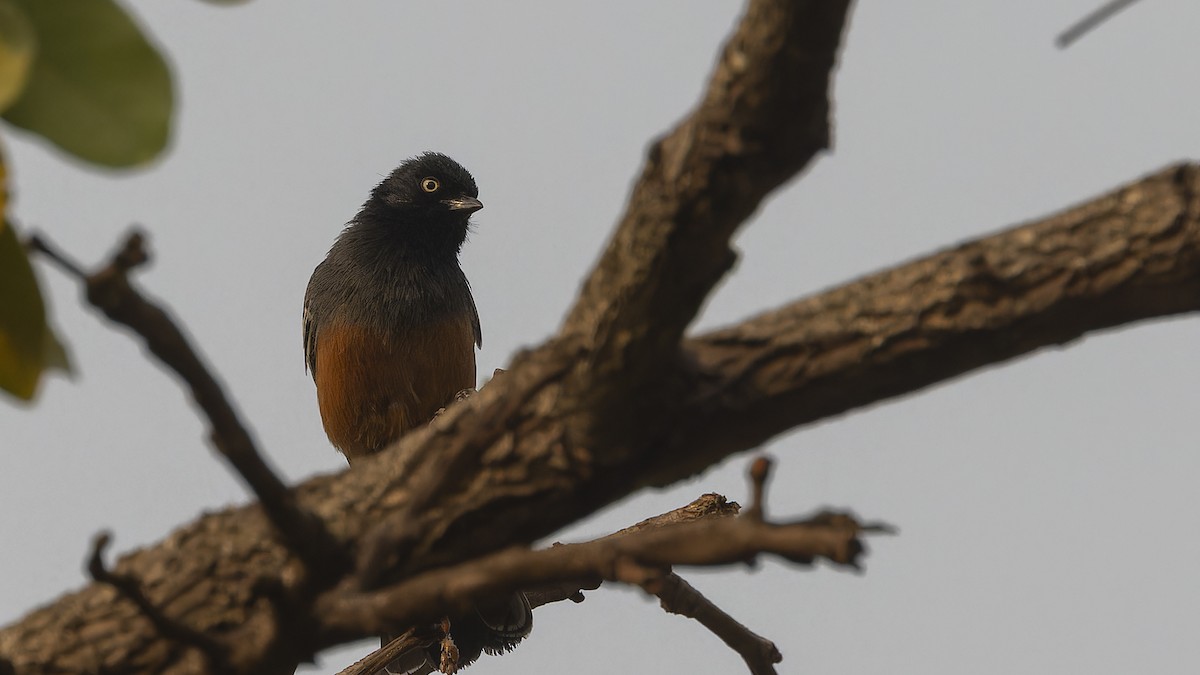 Rufous-bellied Tit (Rufous-bellied) - Robert Tizard