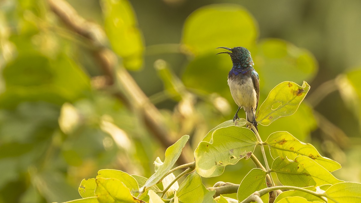 Oustalet's Sunbird (Angola) - Robert Tizard