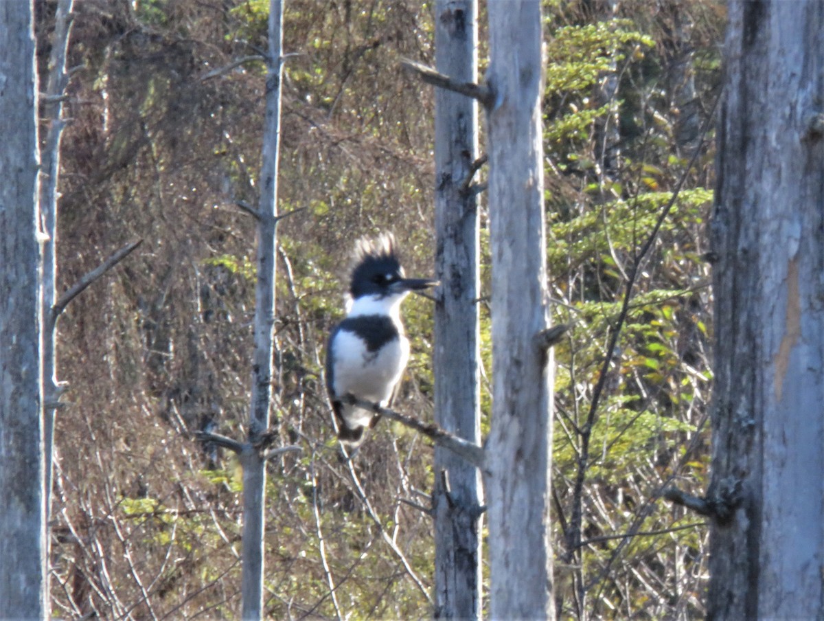 Belted Kingfisher - ML610496769