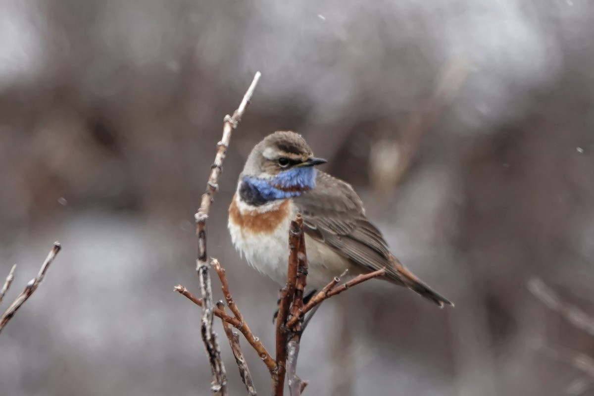 Bluethroat - ML610496917