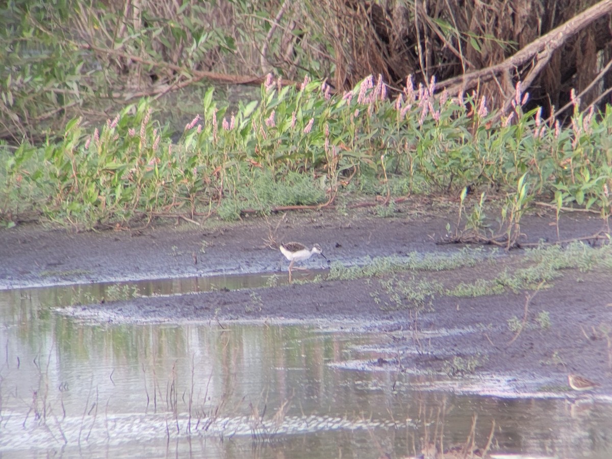 Black-necked Stilt - ML610496919