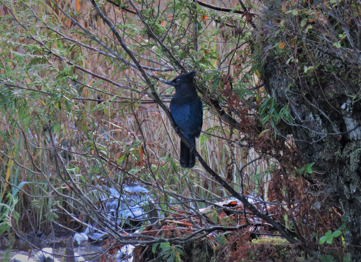 Steller's Jay - Teresa Weismiller