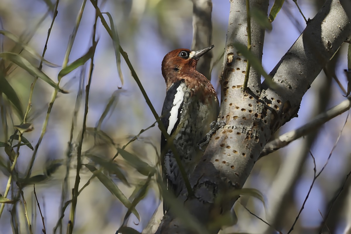 Red-breasted Sapsucker - ML610497075