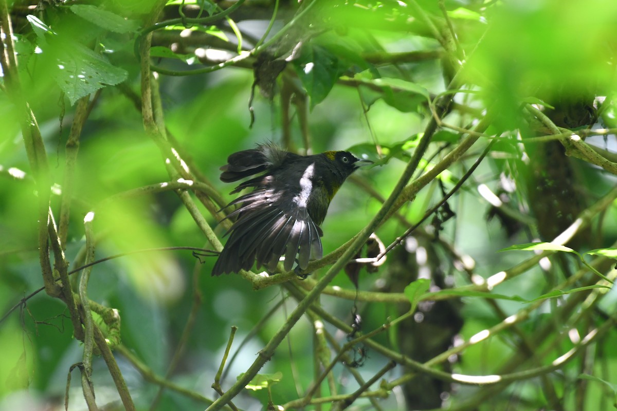 Dusky-faced Tanager - ML610497130