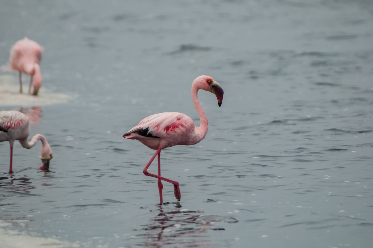 Lesser Flamingo - ML610497172