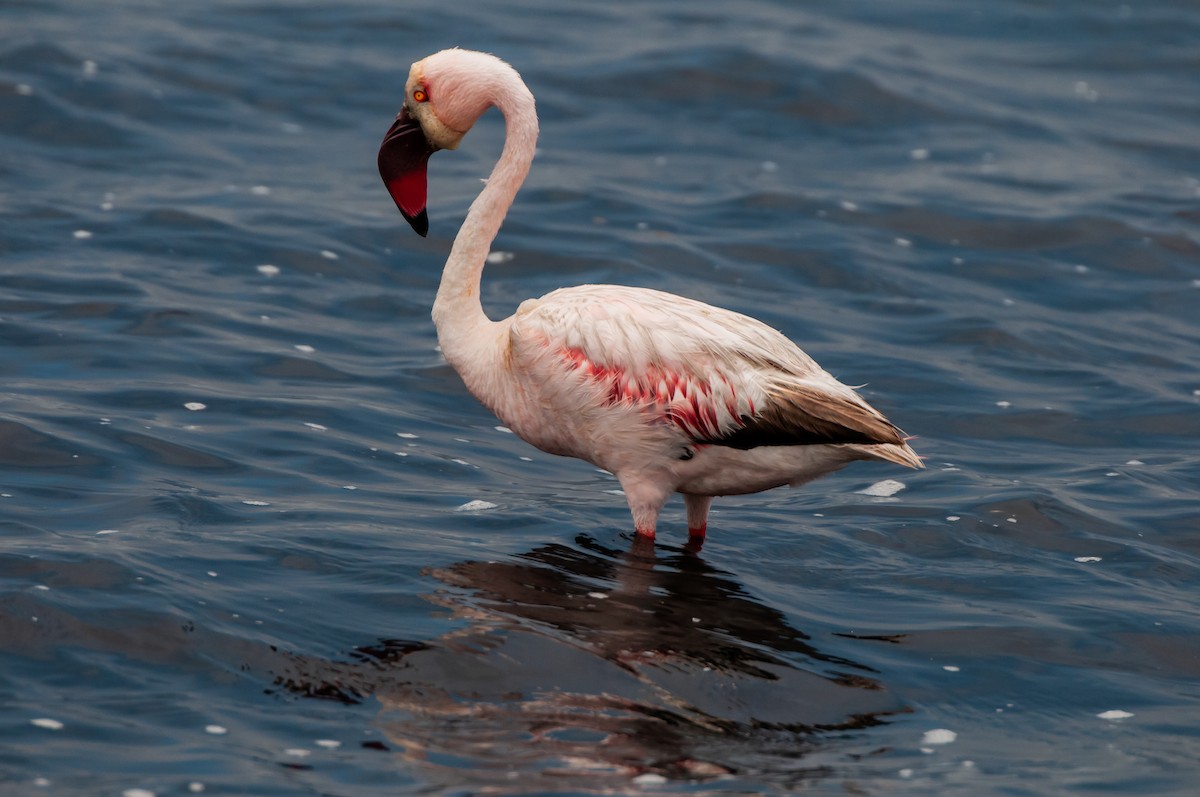 Lesser Flamingo - ML610497174