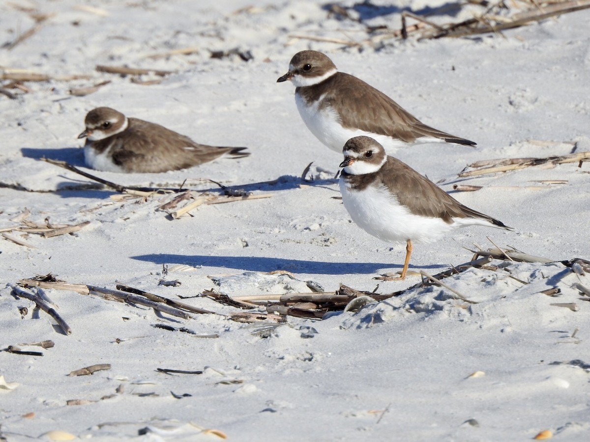 Semipalmated Plover - ML610497181