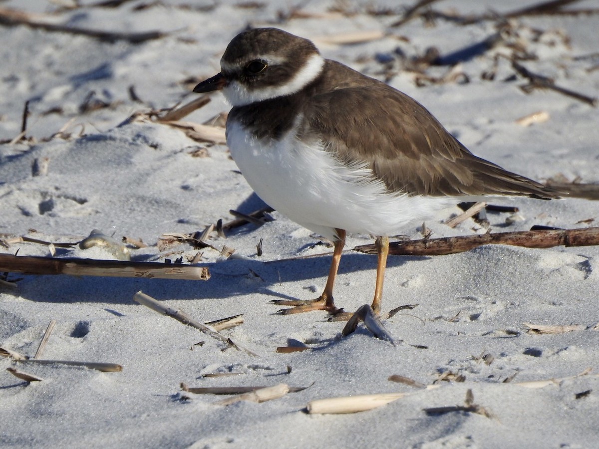 Semipalmated Plover - ML610497182