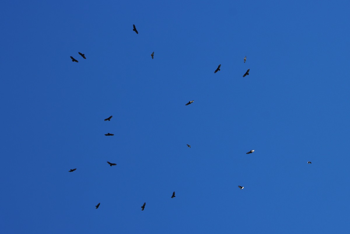 Turkey Vulture - Daniel Donnecke