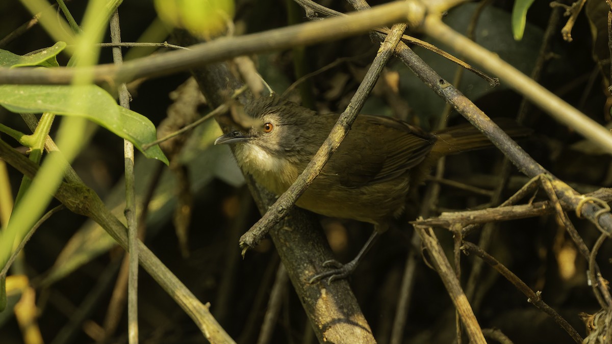 Brown Illadopsis (Brown) - Robert Tizard