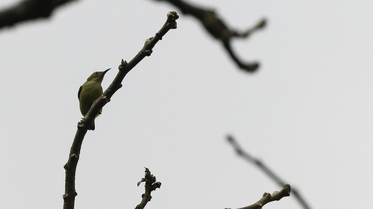 Little Green Sunbird - Robert Tizard