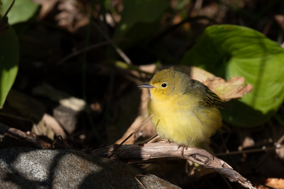 Yellow Warbler - Steve Heinl