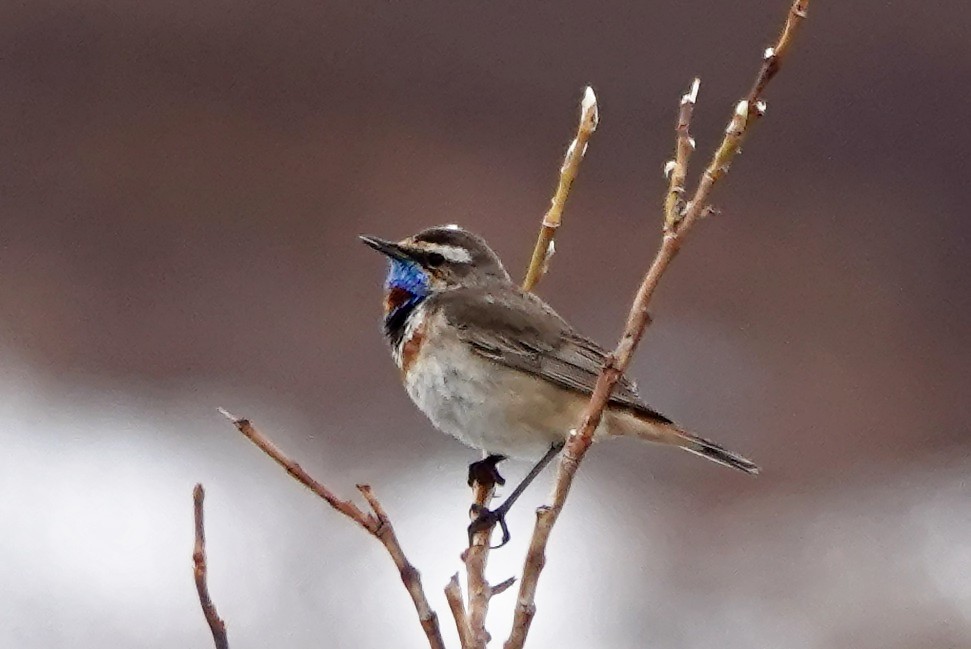 Bluethroat - Lee Burke