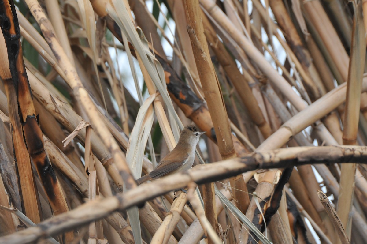 Common Reed Warbler (African) - ML610497276