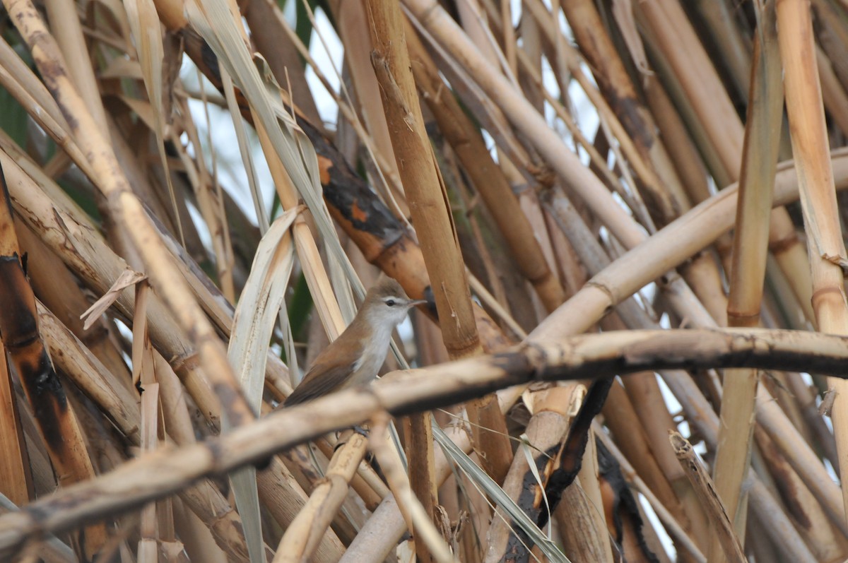 Common Reed Warbler (African) - ML610497277