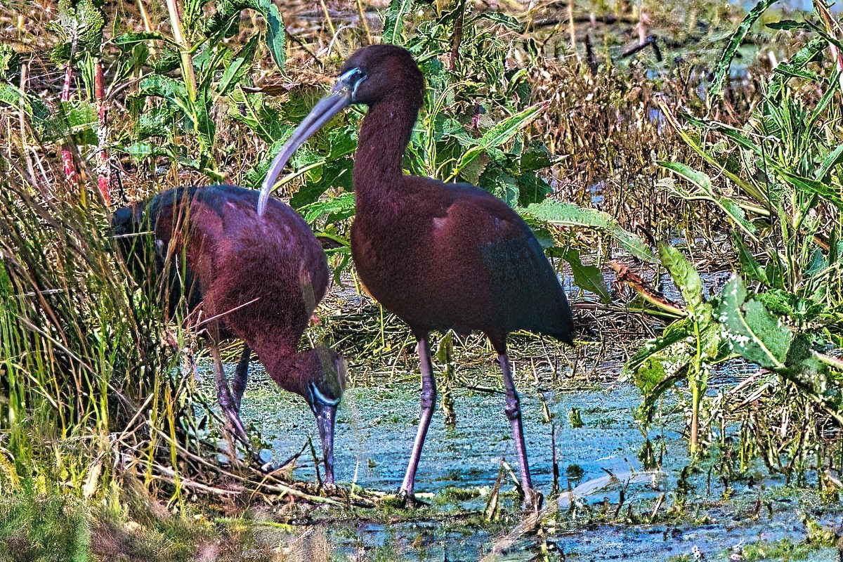 Glossy Ibis - ML610497301