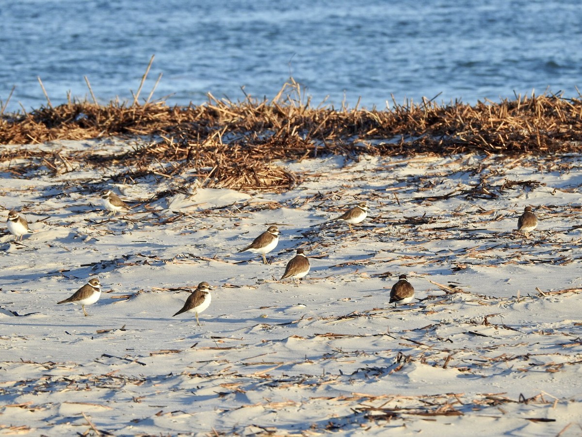 Semipalmated Plover - ML610497367