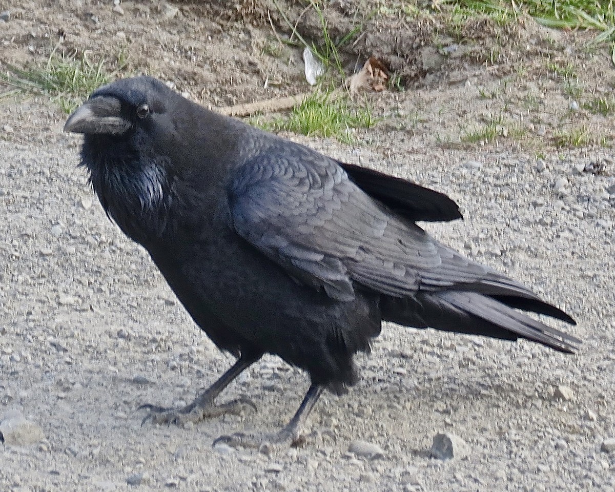 Common Raven - ML610497369