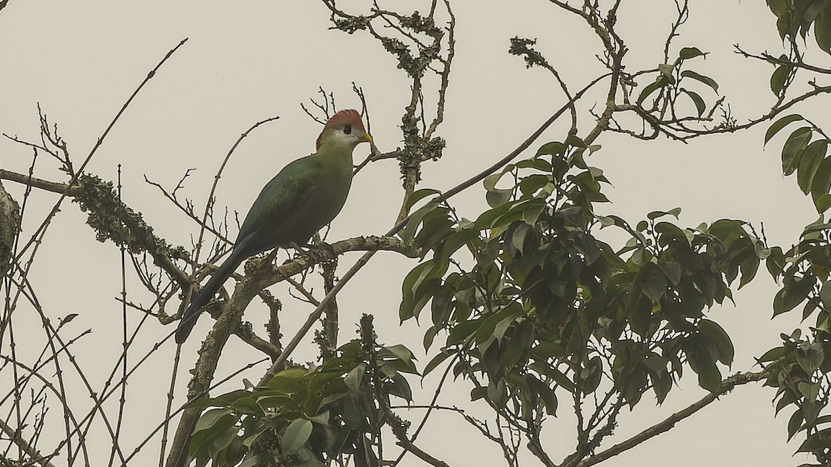 Turaco Crestirrojo - ML610497395