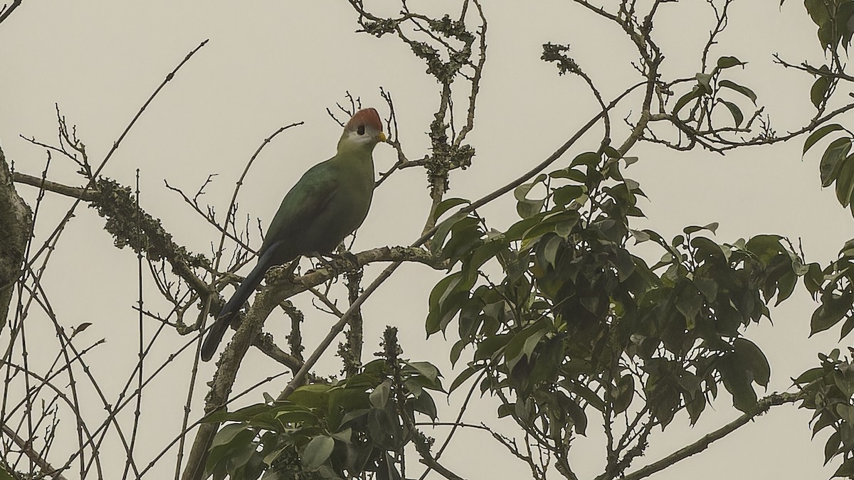 Turaco Crestirrojo - ML610497397