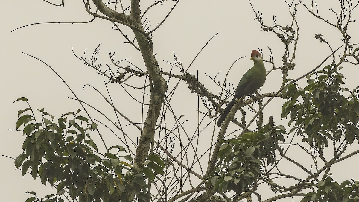 Turaco Crestirrojo - ML610497400