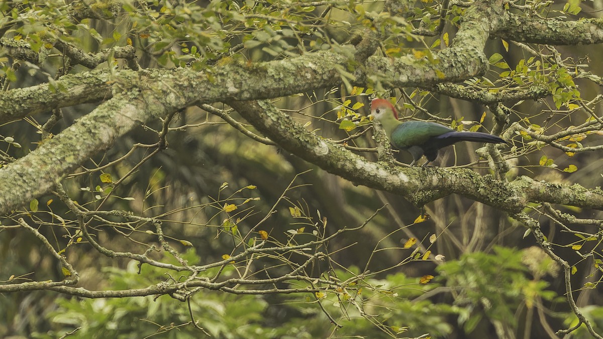 Turaco Crestirrojo - ML610497403