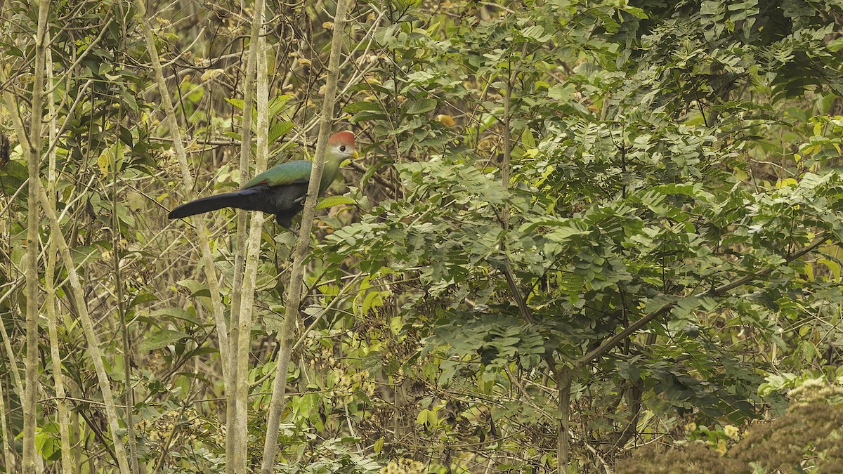 Turaco Crestirrojo - ML610497405