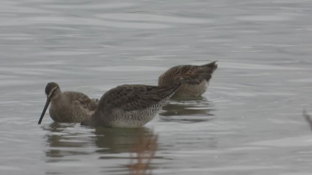 Long-billed Dowitcher - ML610497409