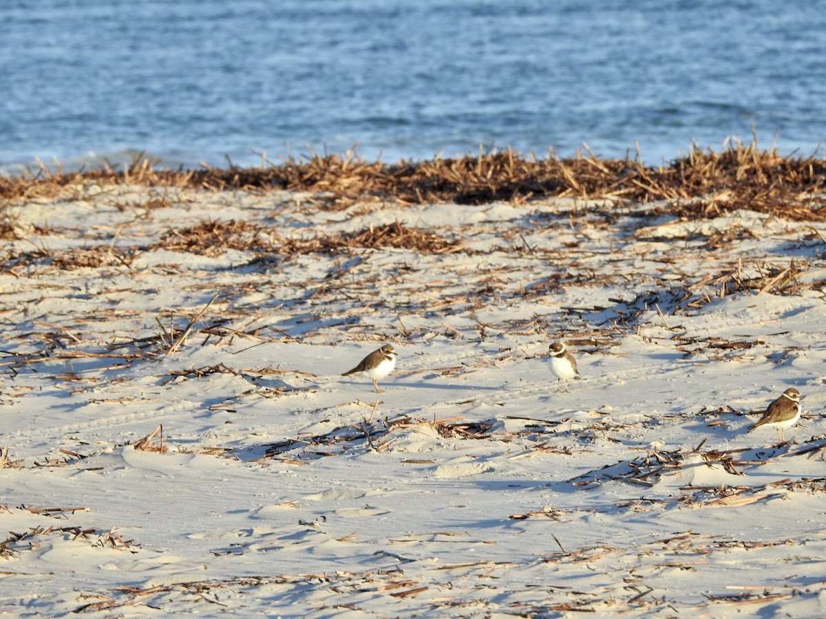 Semipalmated Plover - ML610497420