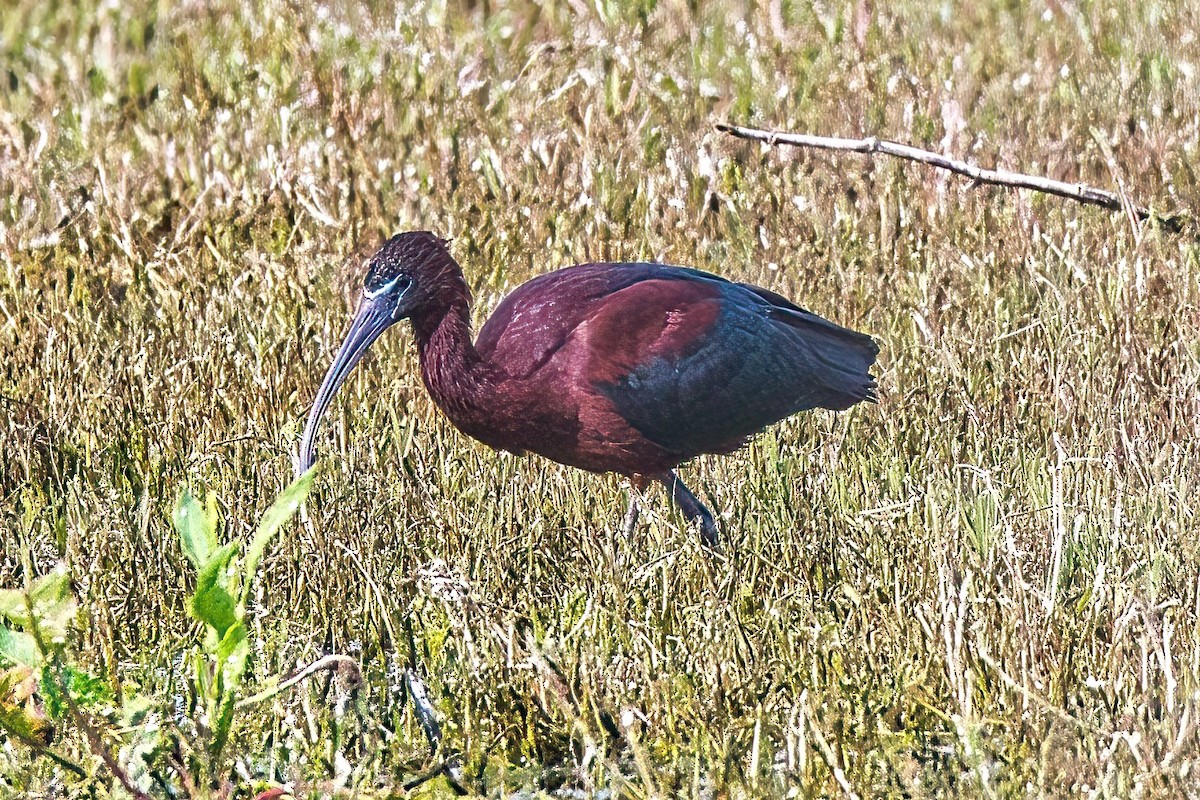 Glossy Ibis - ML610497441