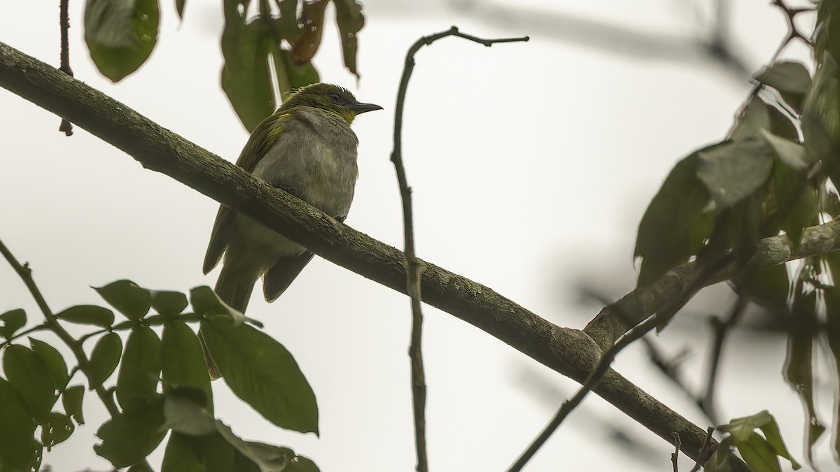 Yellow-necked Greenbul - Robert Tizard