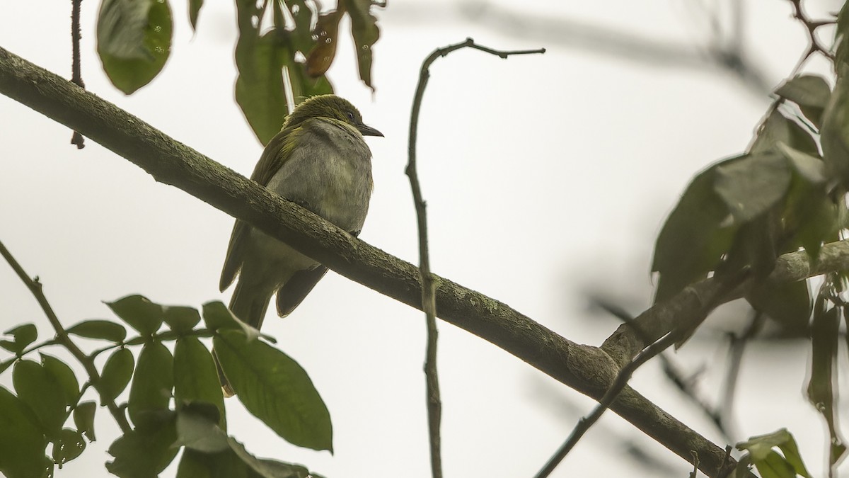 Yellow-necked Greenbul - Robert Tizard