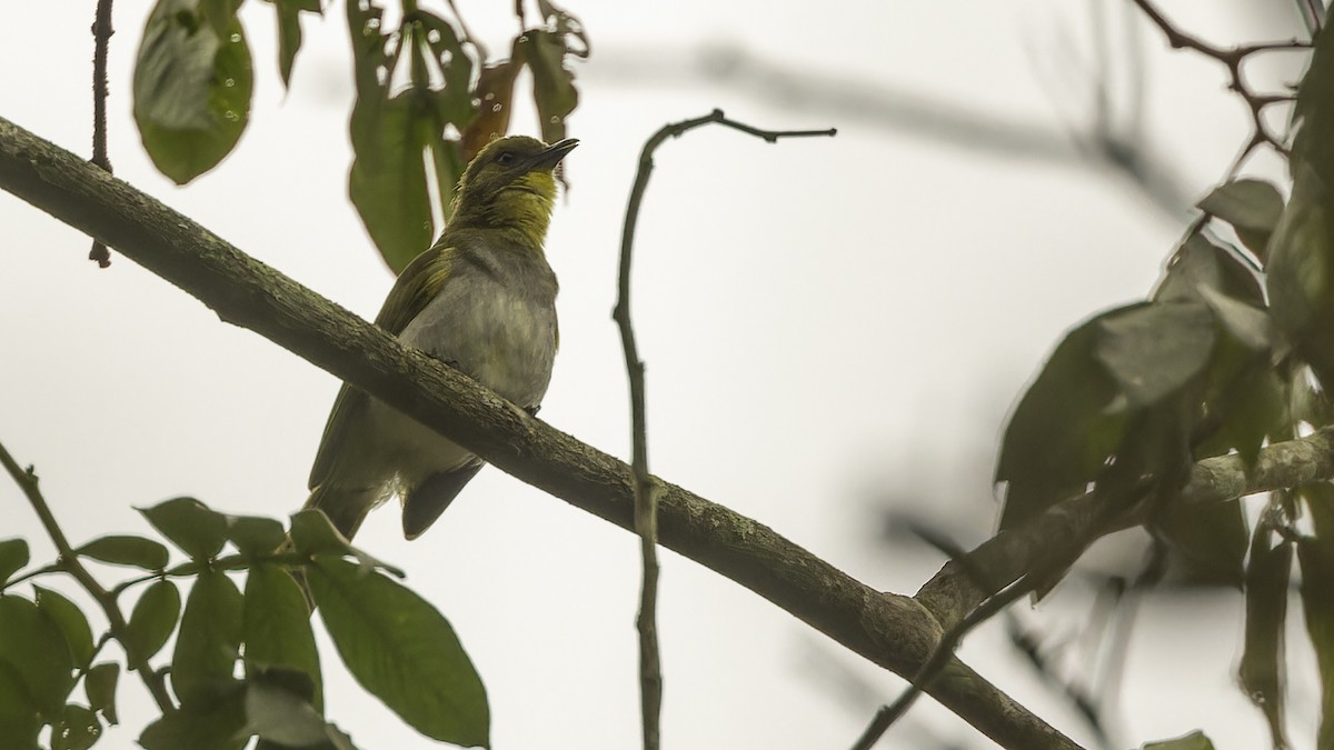 Yellow-necked Greenbul - Robert Tizard